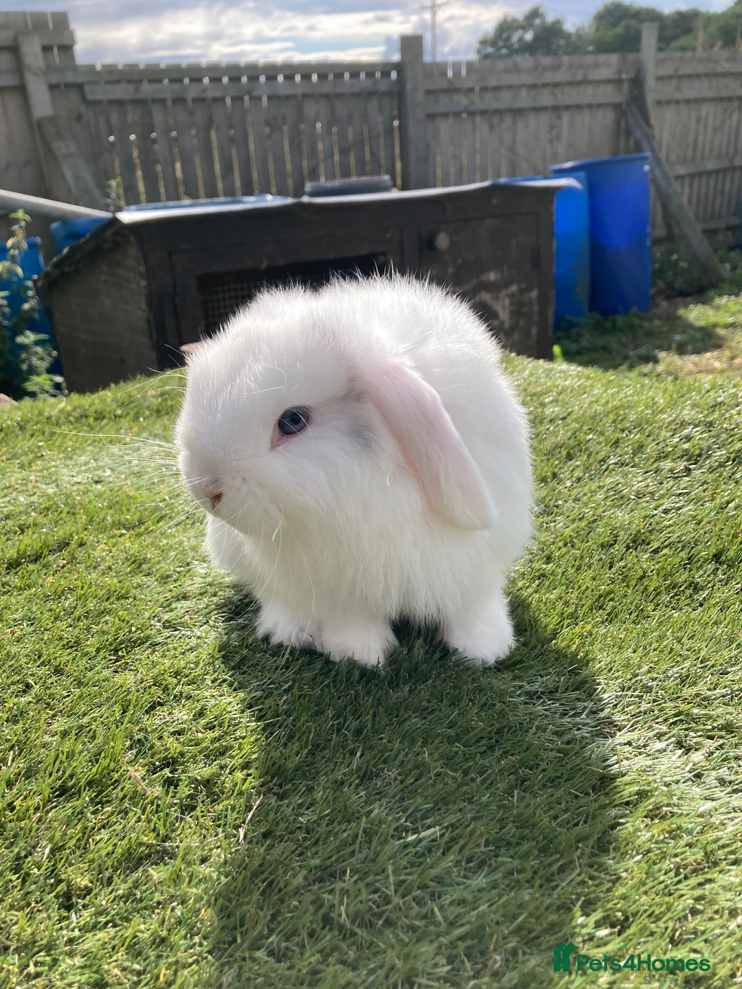 Mini Lop rabbits for sale: Mini lop - Advert 5