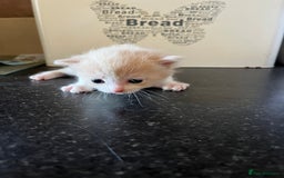 Ragdoll cats for sale: Ragdoll x tortoise shell kittens - Image 9