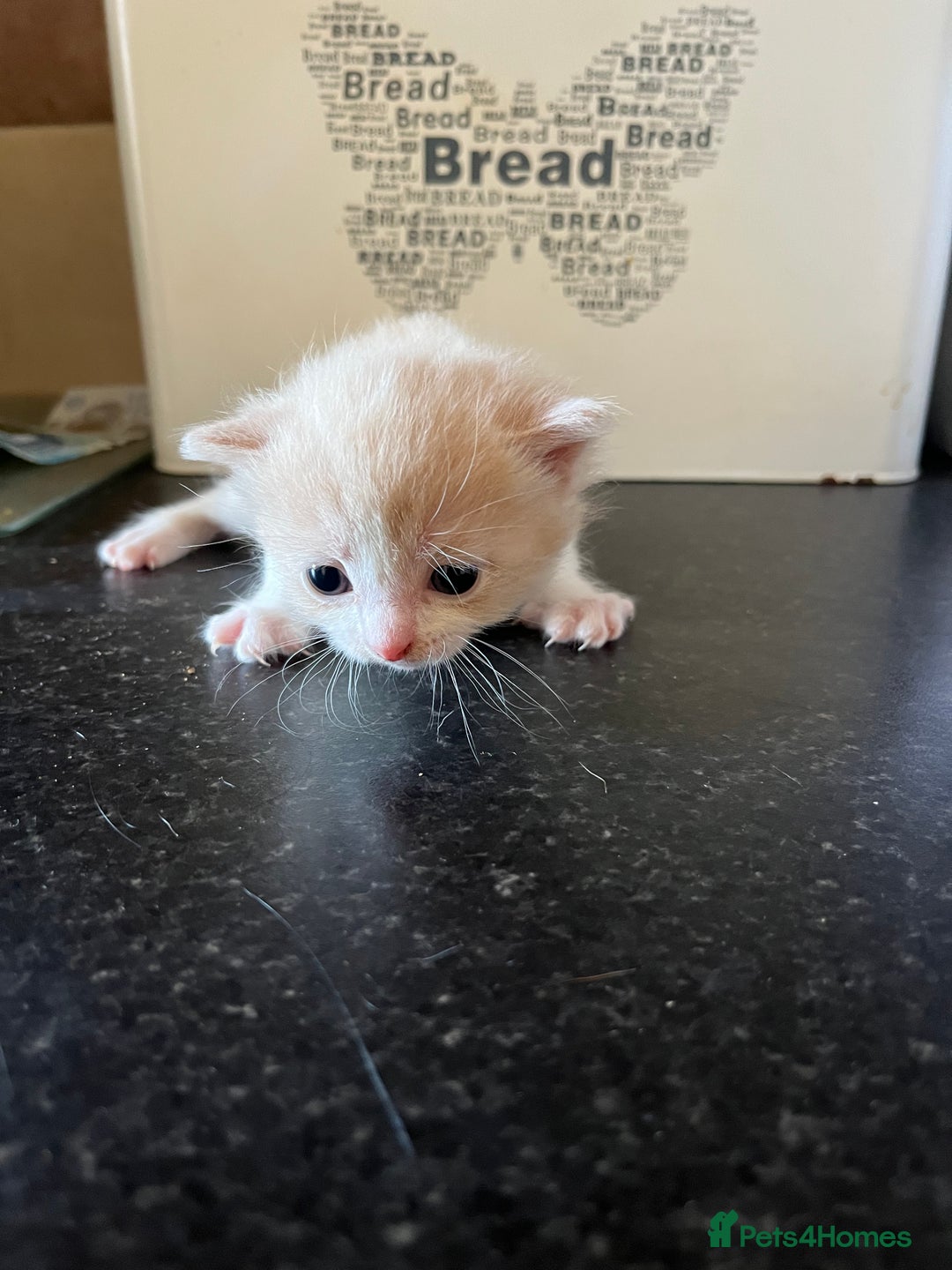 Ragdoll cats for sale: Ragdoll x tortoise shell kittens - Image 9