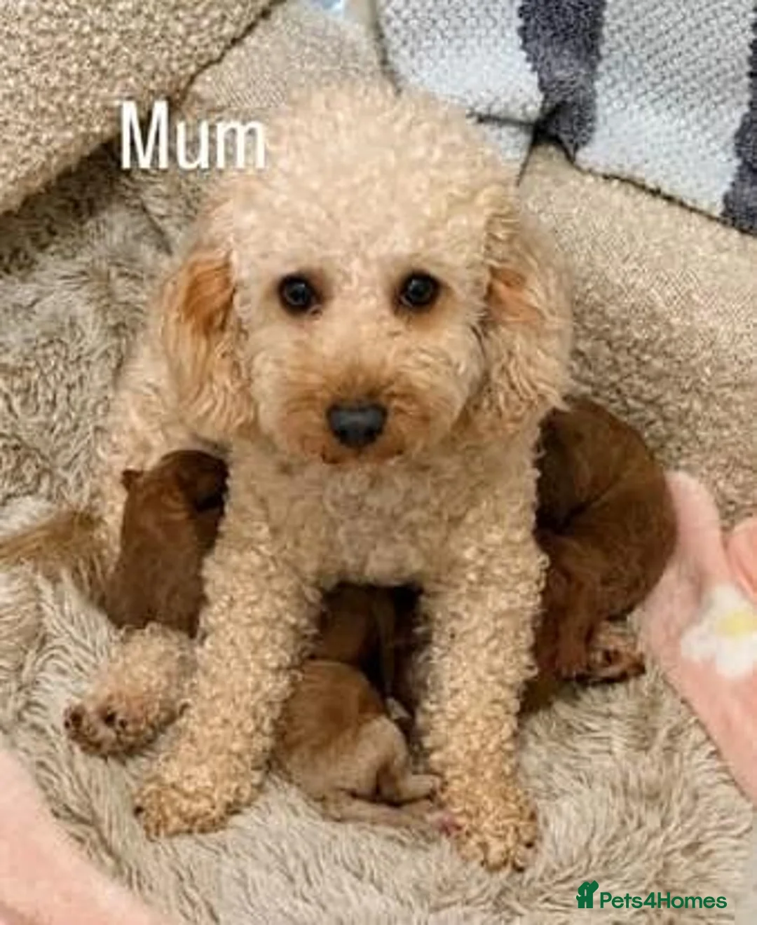 Toy Poodle dogs for sale: ALL energy poodle toy - Advert 1