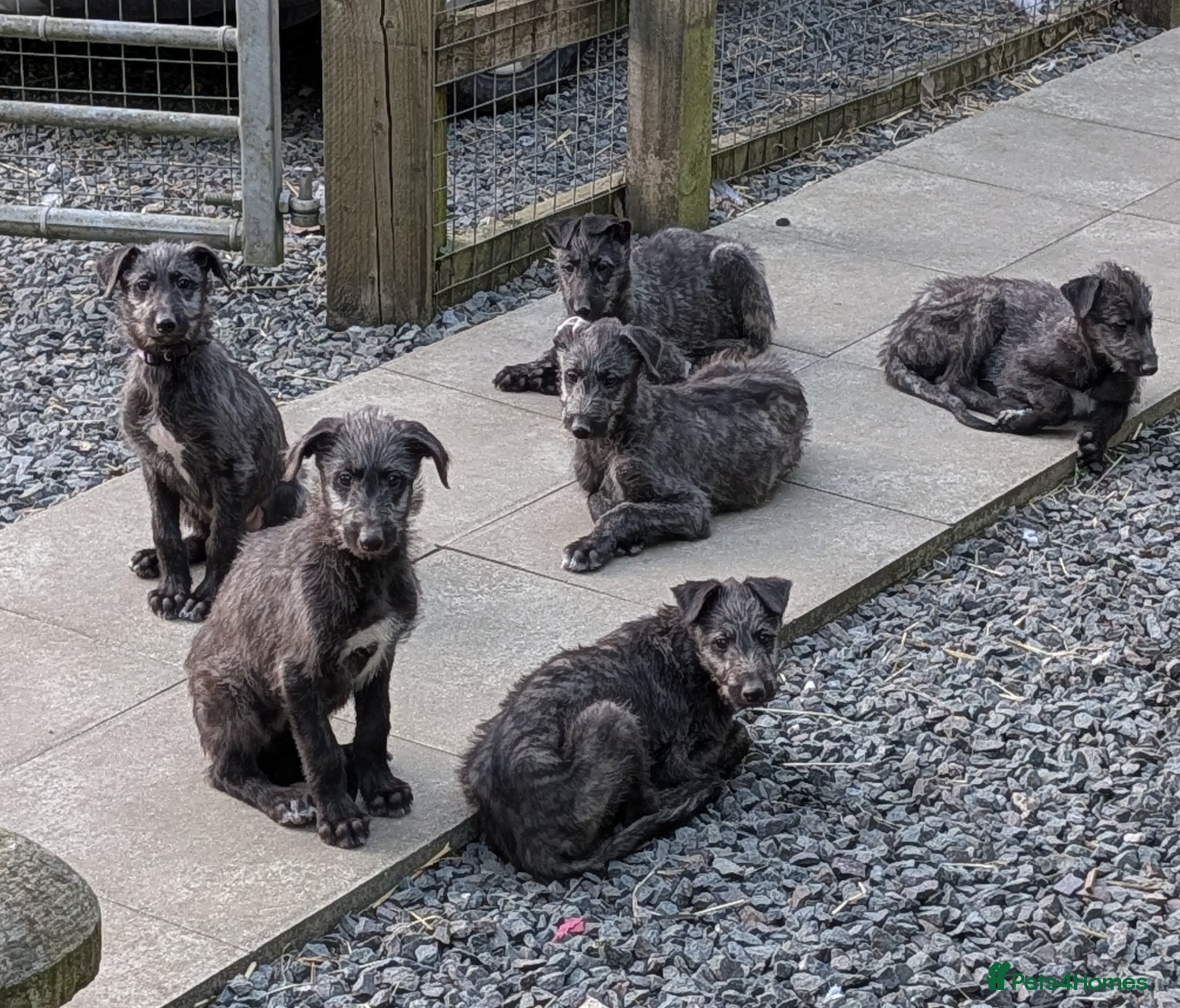 Deerhound dogs Scottish Deerhound Puppies  - Advert 1