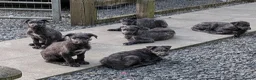 Deerhound dogs for sale: Scottish Deerhound Puppies  - Advert 1