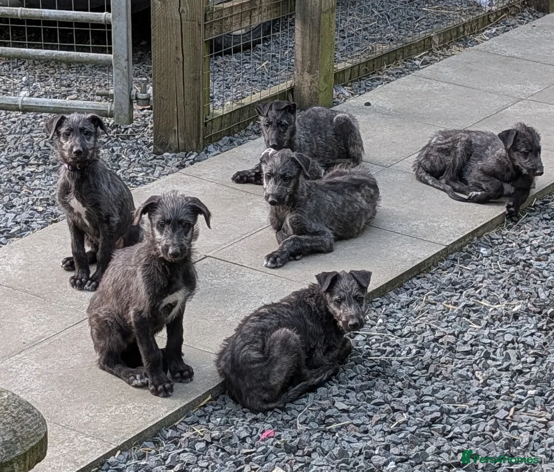 Deerhound dogs for sale: Scottish Deerhound Puppies  - Advert 1