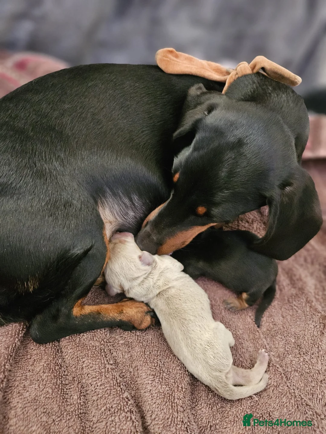 Miniature Dachshund dogs for stud: 🍦ALPHA mini cream Int/Int pied Smooth dachshund ! in Mexborough - Advert 13