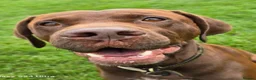 Pointer dogs for adoption: Hector in Rowlands Gill - Advert 4