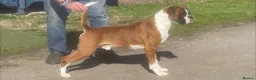 Boxer dogs for stud: Proven KC registered stud dog - Advert 2