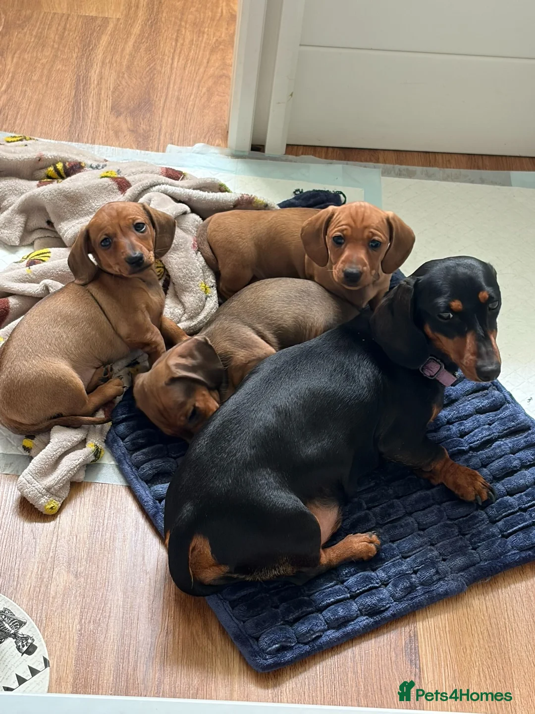 Miniature Dachshund dogs for sale: Tan miniature smooth hair dachshund pups for sale - Advert 1