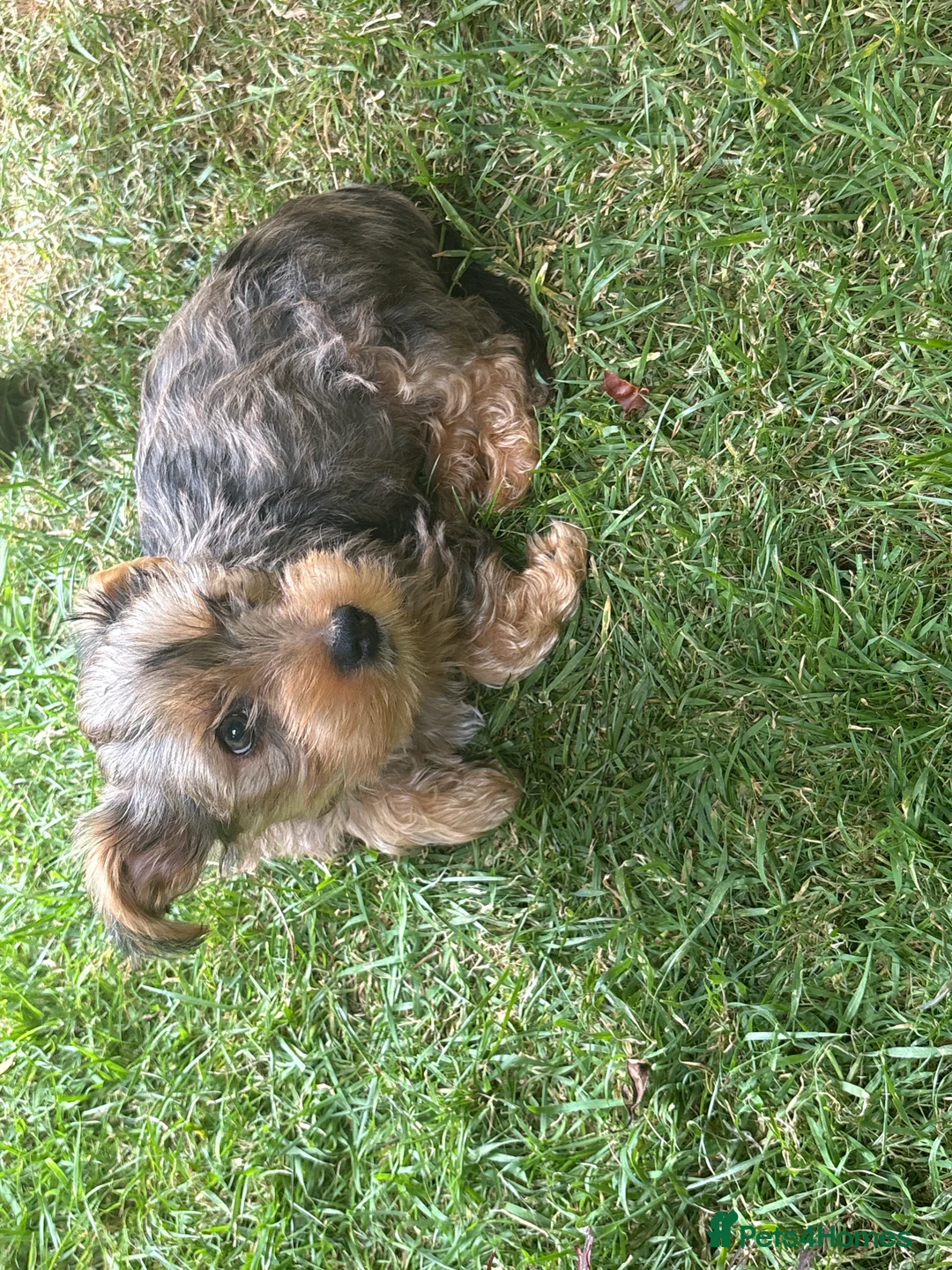 Yorkshire Terrier dogs for sale: Male Merle Yorkshire terrier  - Advert 2