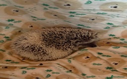 Pygmy Hedgehog rodents for sale: Pygmy Hedgehog’s For Sale  - Advert 2