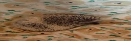Pygmy Hedgehog rodents for sale: Pygmy Hedgehog’s For Sale  - Advert 2