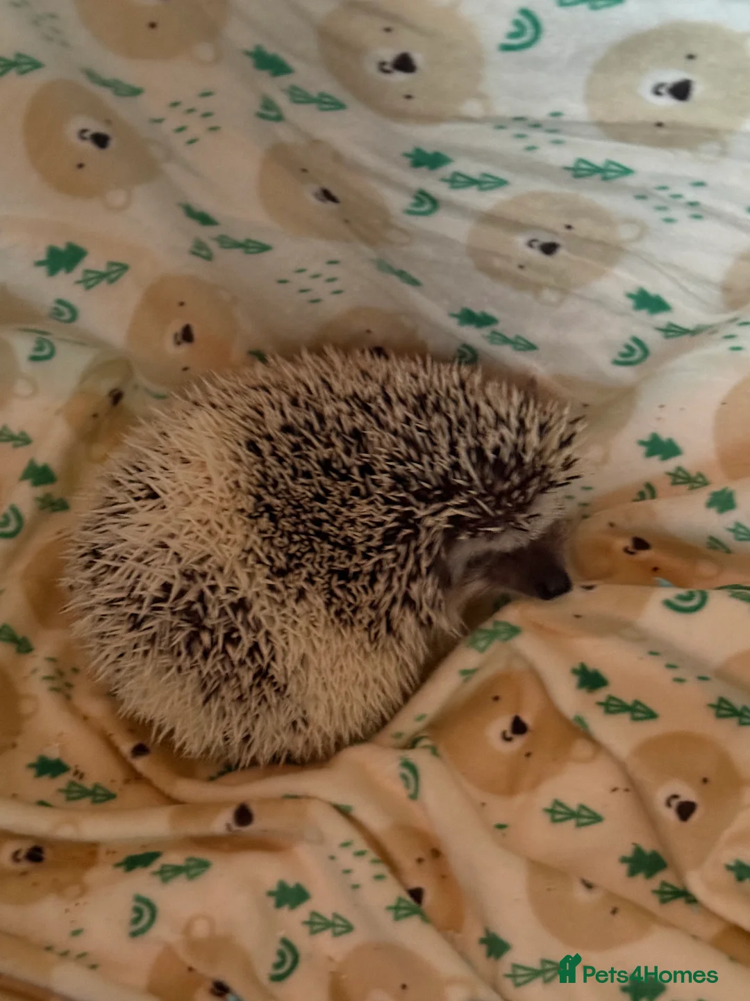 Pygmy Hedgehog rodents for sale: Pygmy Hedgehog’s For Sale  - Advert 2