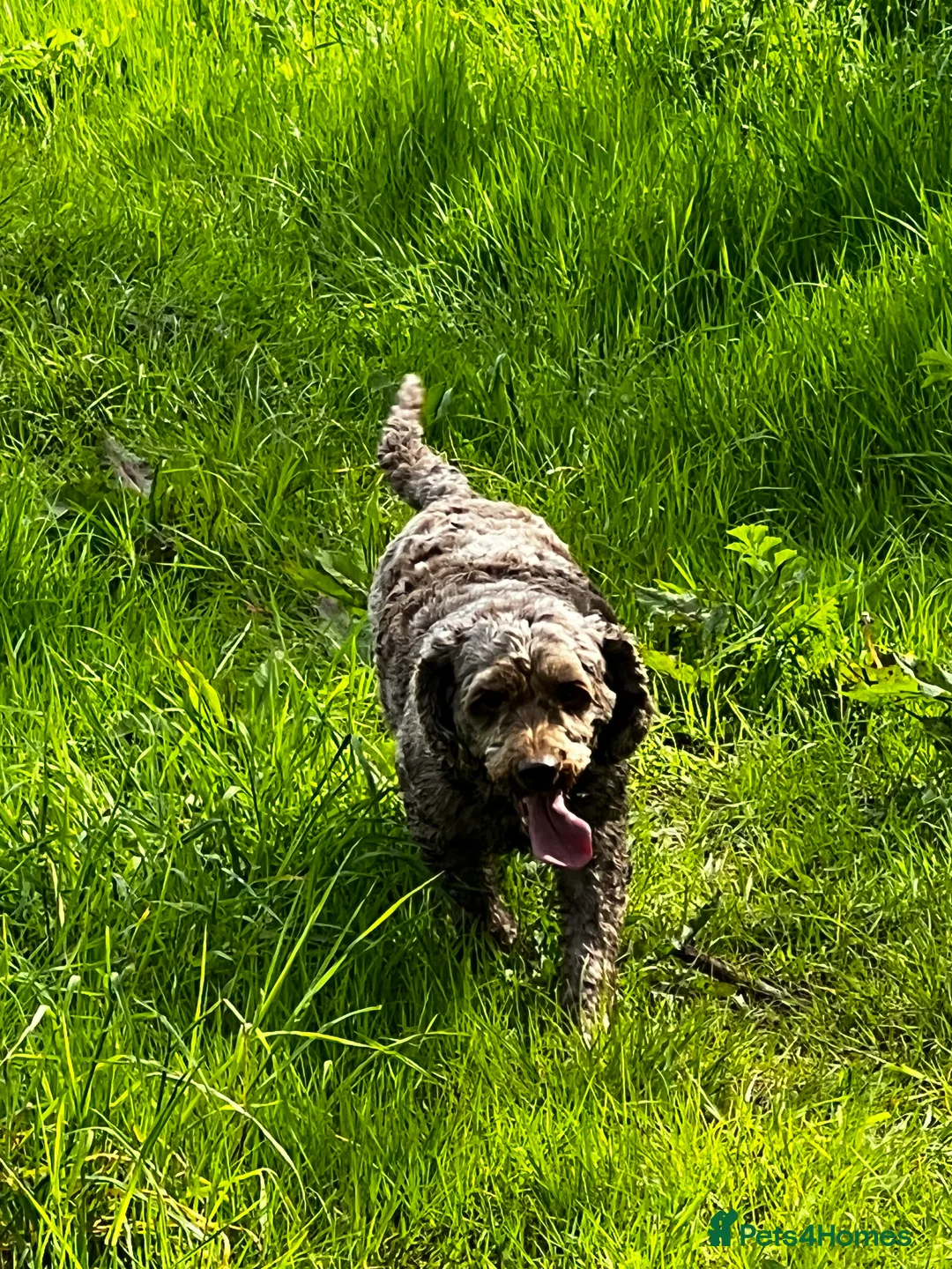 Miniature Poodle dogs for stud: OUTSTANDING CHOCOLATE F1 COCKAPOO FULLY DNA TESTED in Radstock - Advert 11