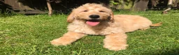 Goldendoodle dogs for sale: F1 Miniature Goldendoodle 100% DNA Health Tested - Advert 13