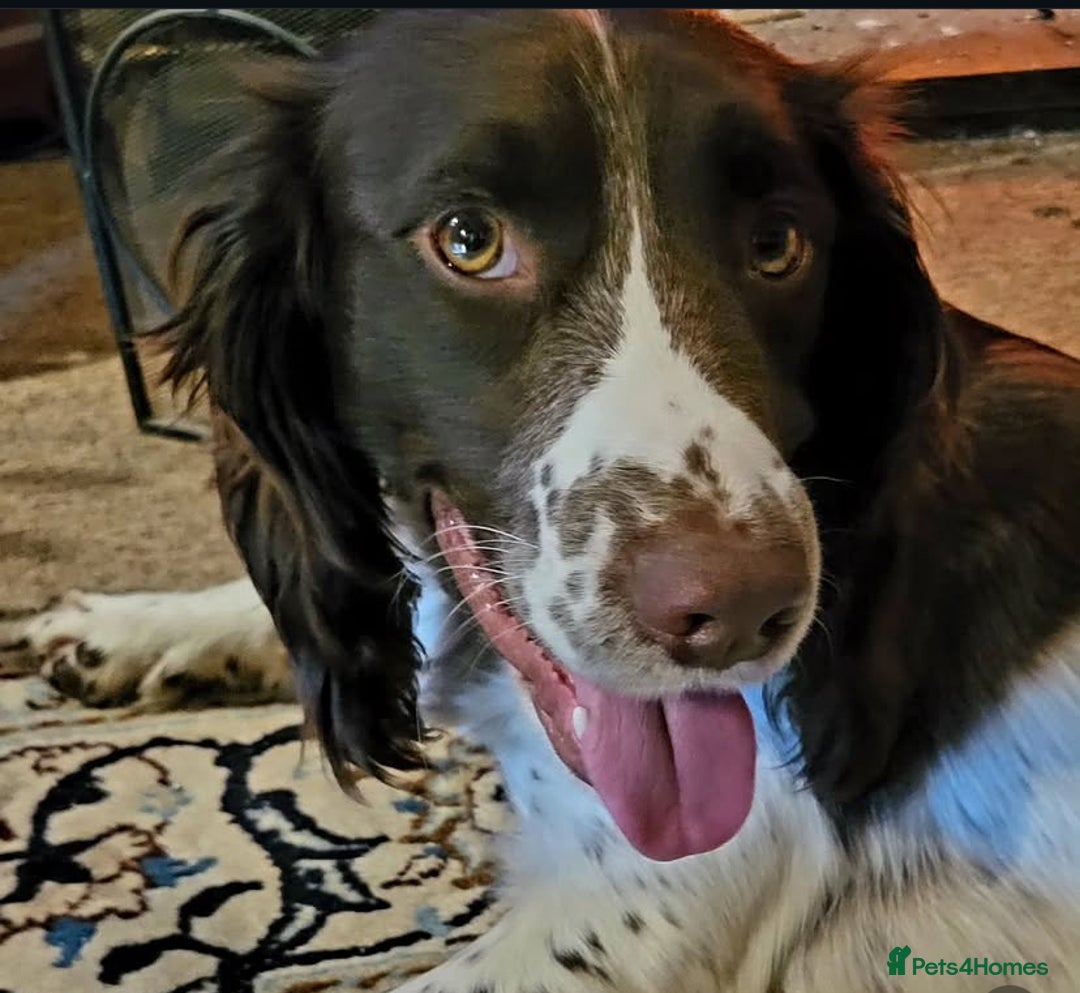English Springer Spaniel dogs for stud: Teddy.  English Springer Spaniel - Image 5