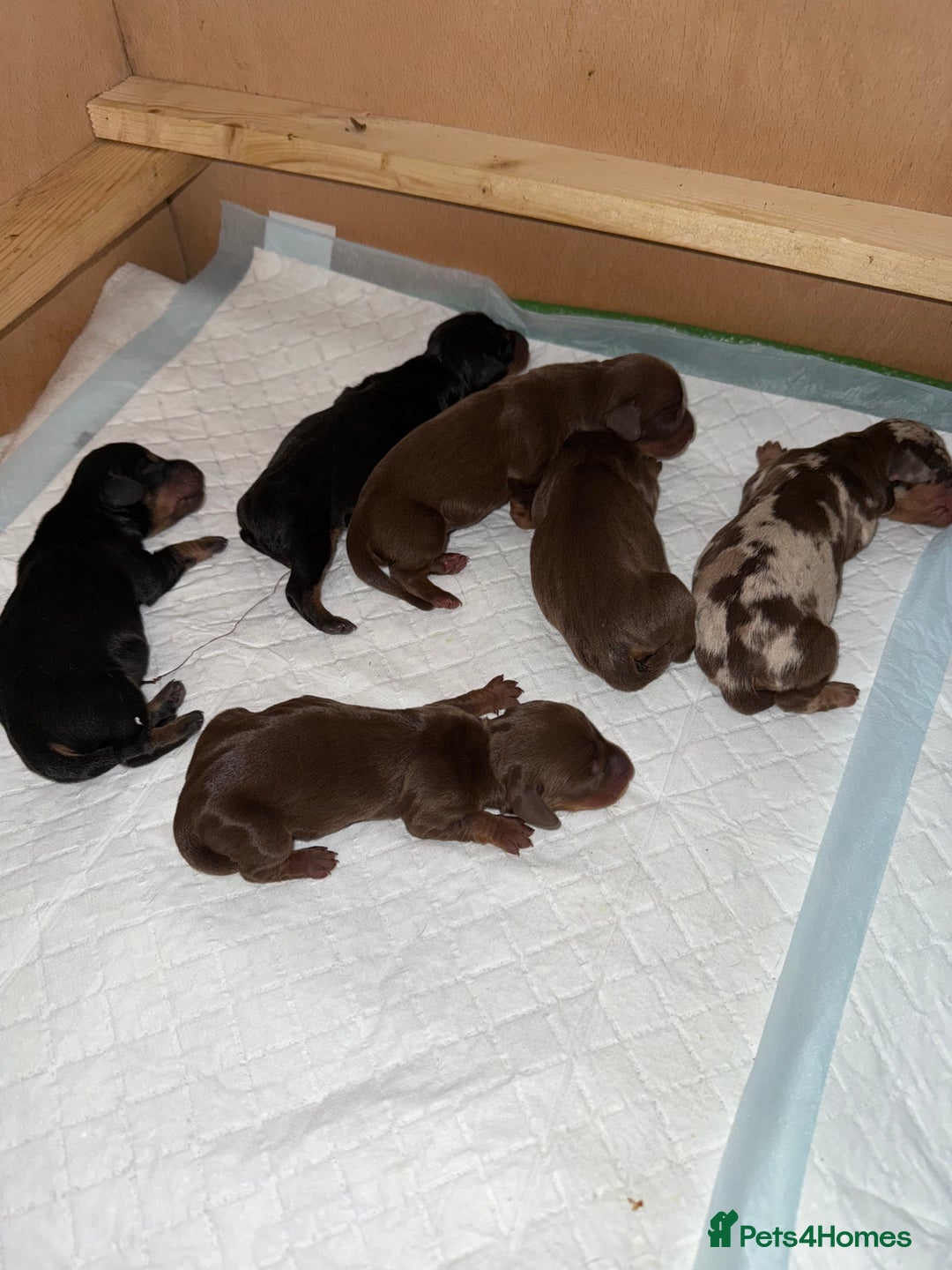 Dachshund dogs for sale: Miniature dachshund puppies  - Image 15