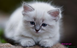 Ragdoll cats for sale: Stunning GCCF Registered Heart Melting Affection - Image 12