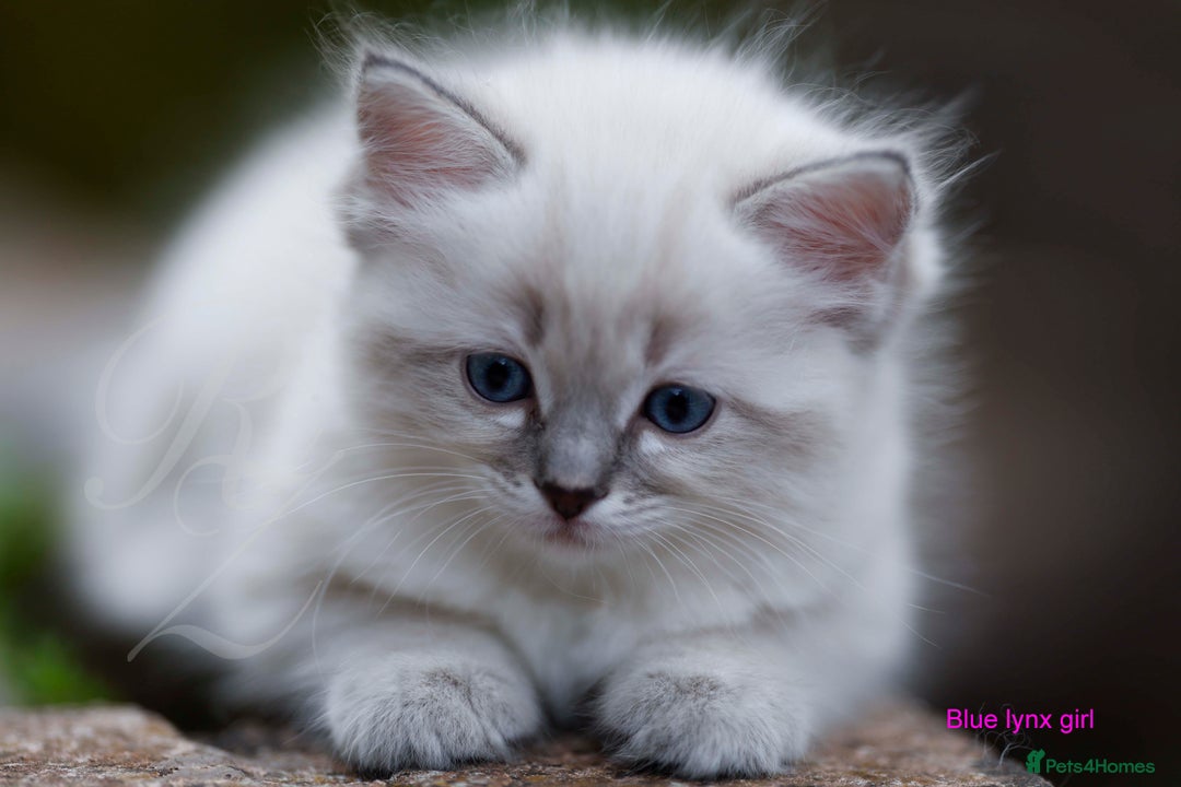 Ragdoll cats for sale: Stunning GCCF Registered Heart Melting Affection - Image 12