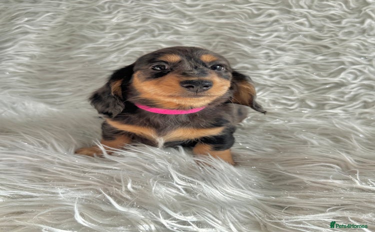 Miniature Dachshund dogs - Advert 3