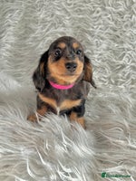 Miniature Dachshund dogs - Advert 5