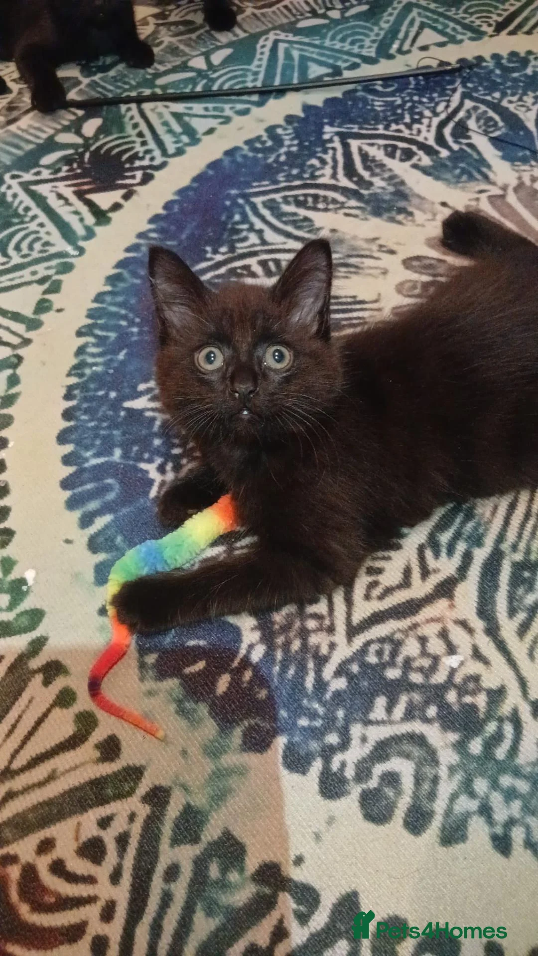 Mixed Breed cats for sale: Male and Female  in London - Advert 2