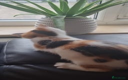 Mixed Breed cats for sale: Pika & pumkin - Image 3