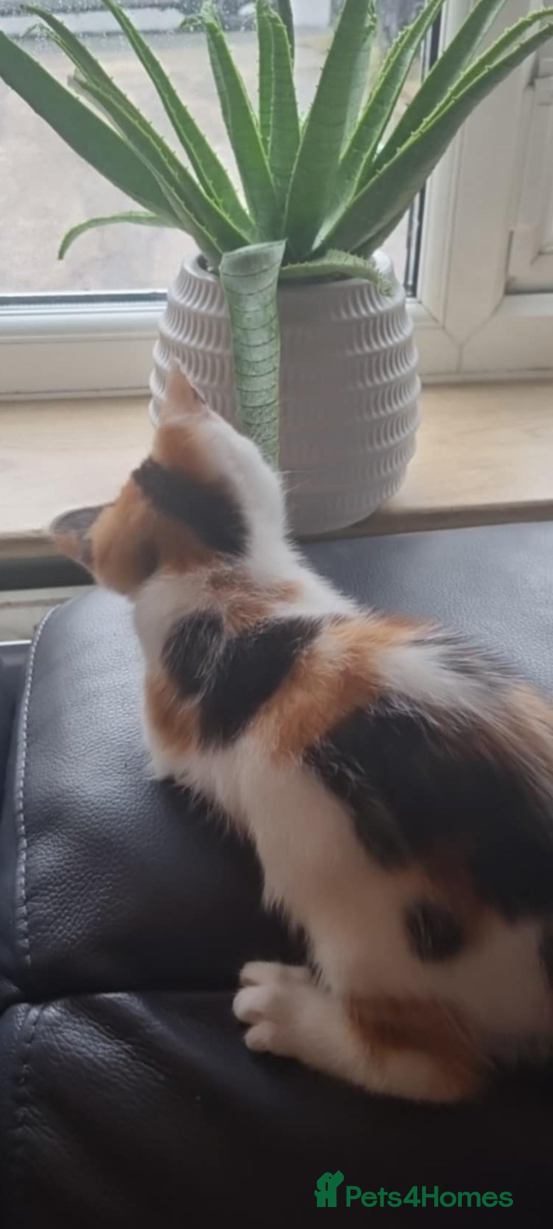 Mixed Breed cats for sale: Pika & pumkin - Image 3
