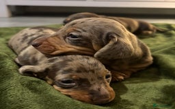Miniature Dachshund dogs for sale: KC Reg Miniature Dachshund Puppies - Image 9