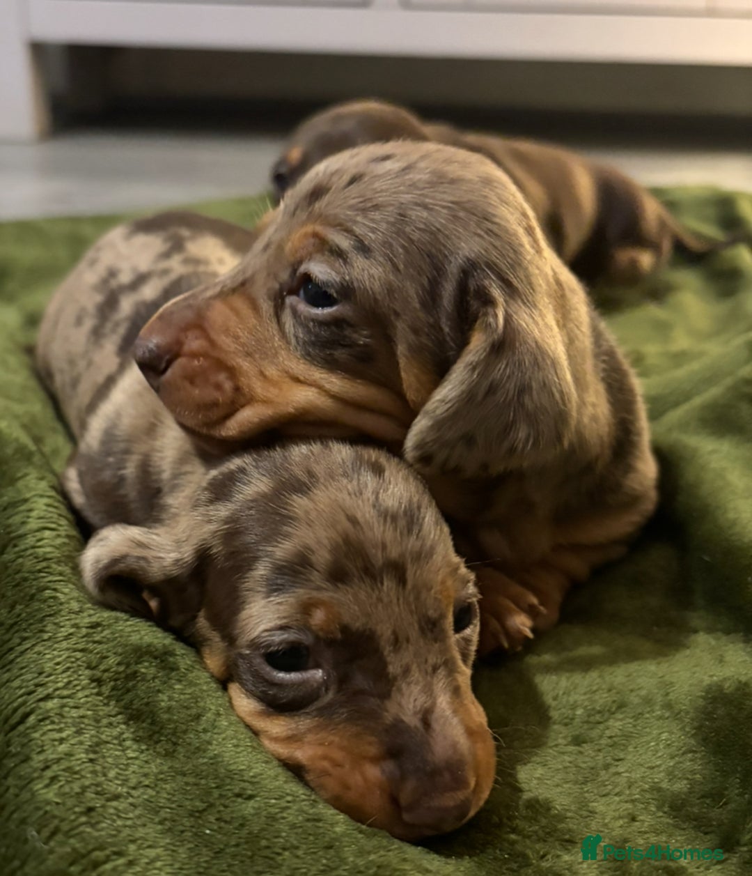 Miniature Dachshund dogs for sale: KC Reg Miniature Dachshund Puppies - Image 9
