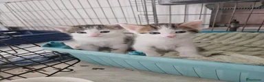 Mixed Breed Kitten 2
