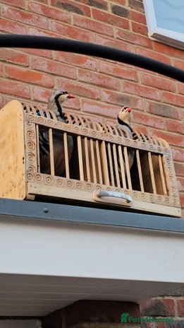 Patridge poultry - Advert 12