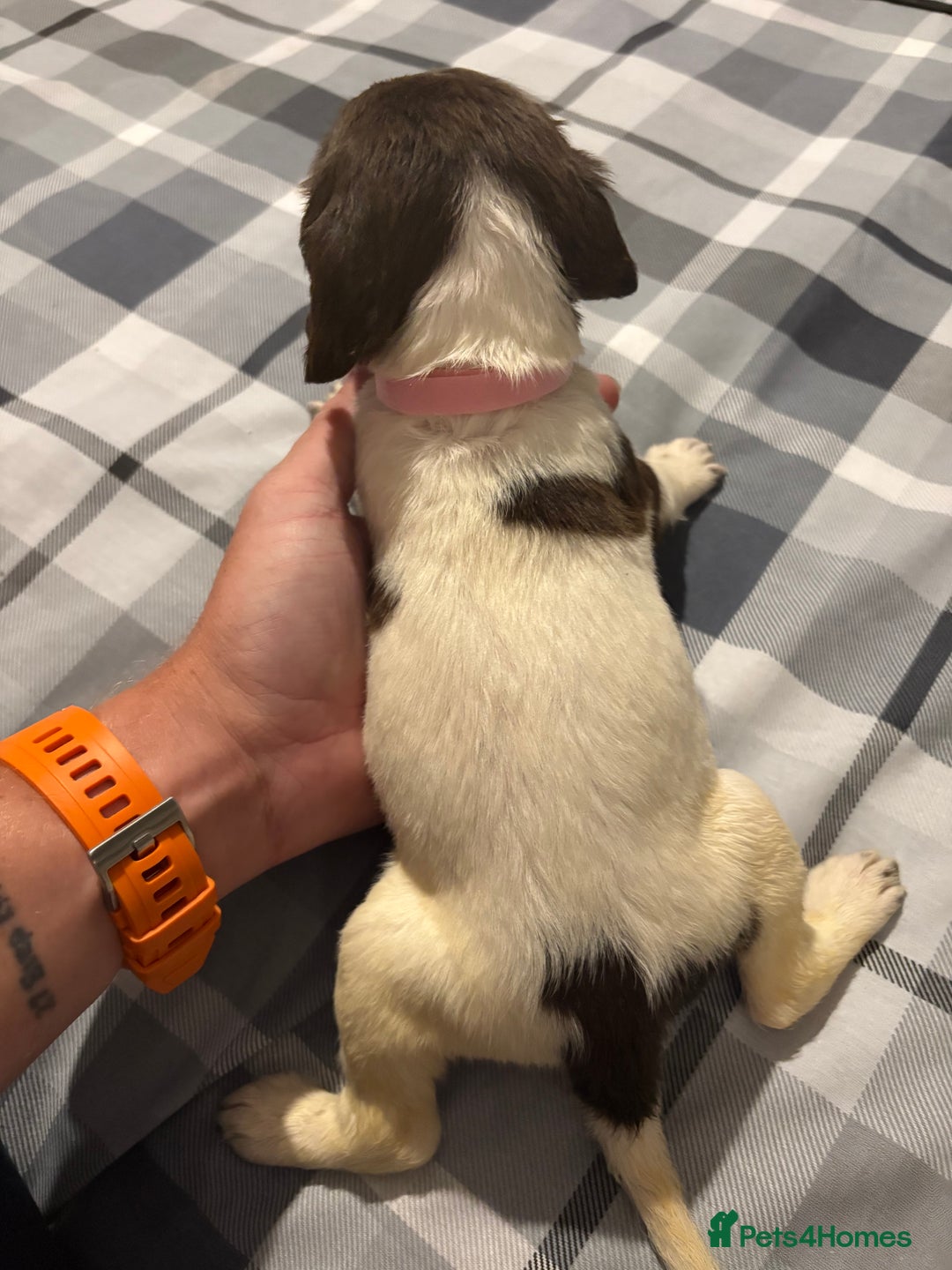 English Springer Spaniel dogs for sale: KC Registered English Springer Spaniel Puppies - Image 6