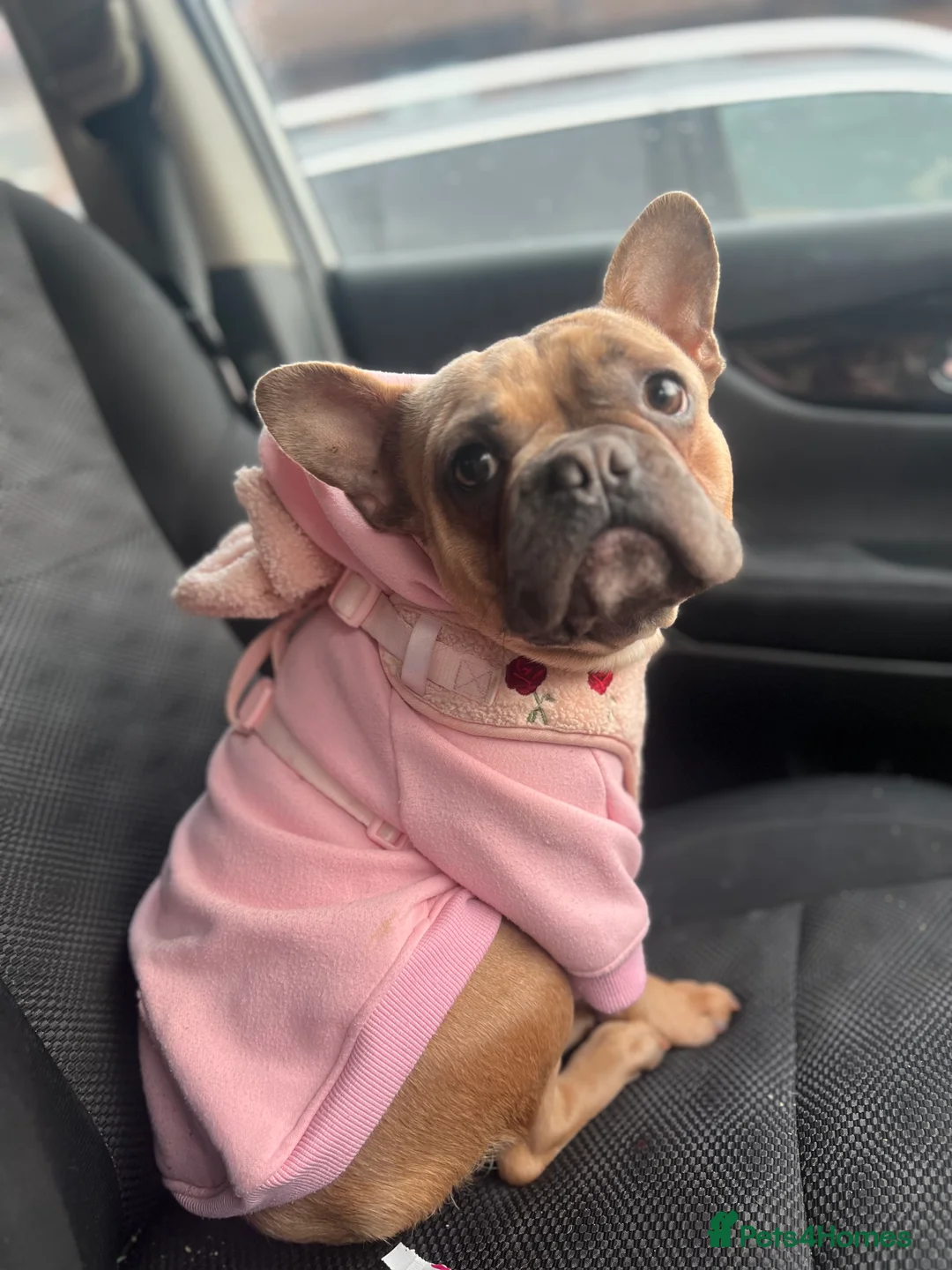 French Bulldog dogs for sale: 2yr old frenchie girl  - Advert 1