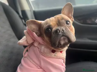 French Bulldog dogs 2yr old frenchie girl - Advert 6