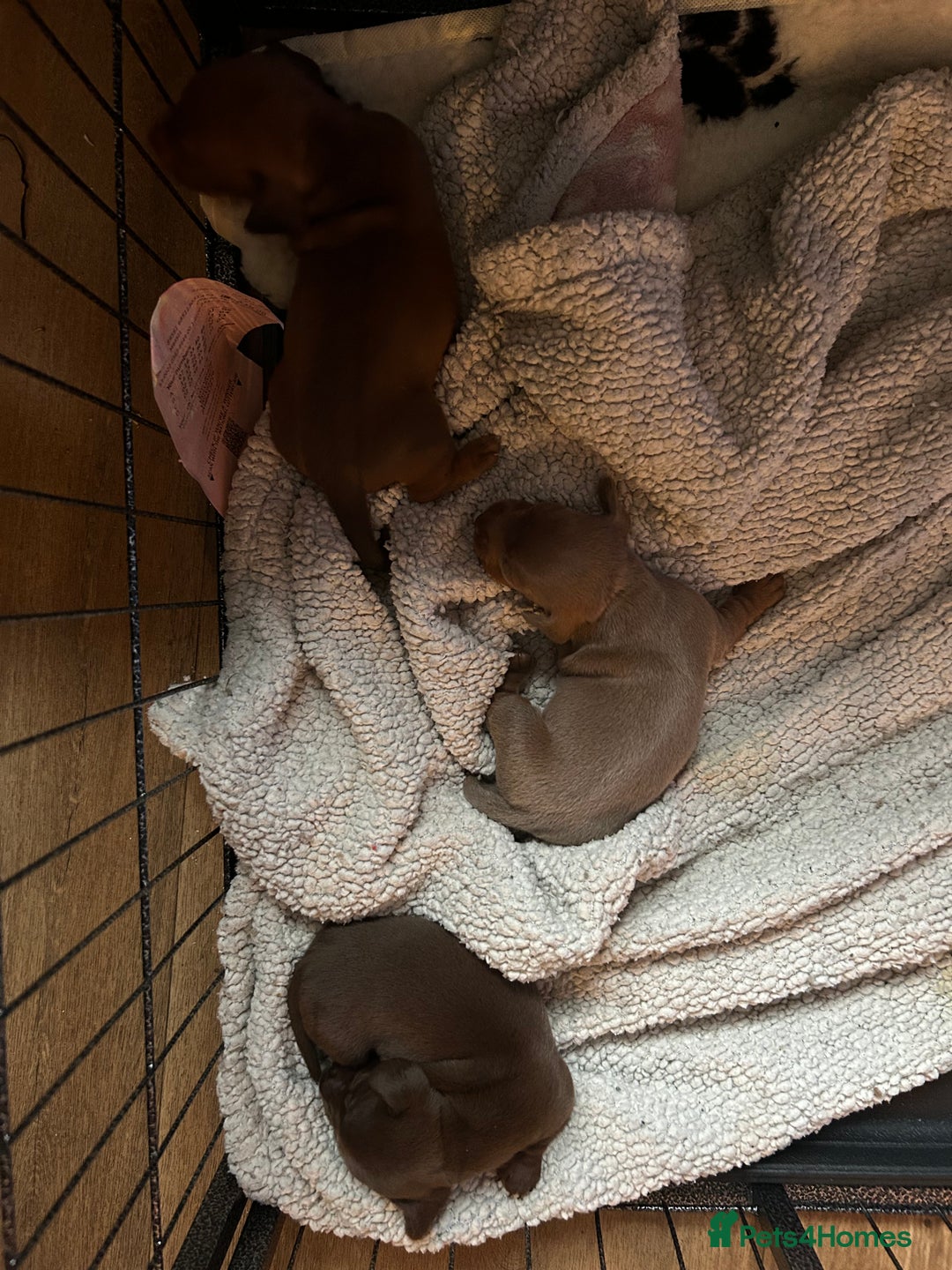Dachshund dogs for sale: Mini daushound pups 3 available 2 boys and 1 girl - Advert 12