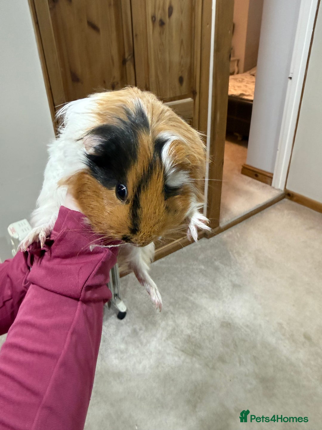 Guinea Pig rodents for sale: Pair of bonded guinea pigs and full set up  - Advert 4