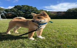 Japanese Shiba Inu dogs for sale: 🐾 Shiba Inu Puppies Available in London - Image 12