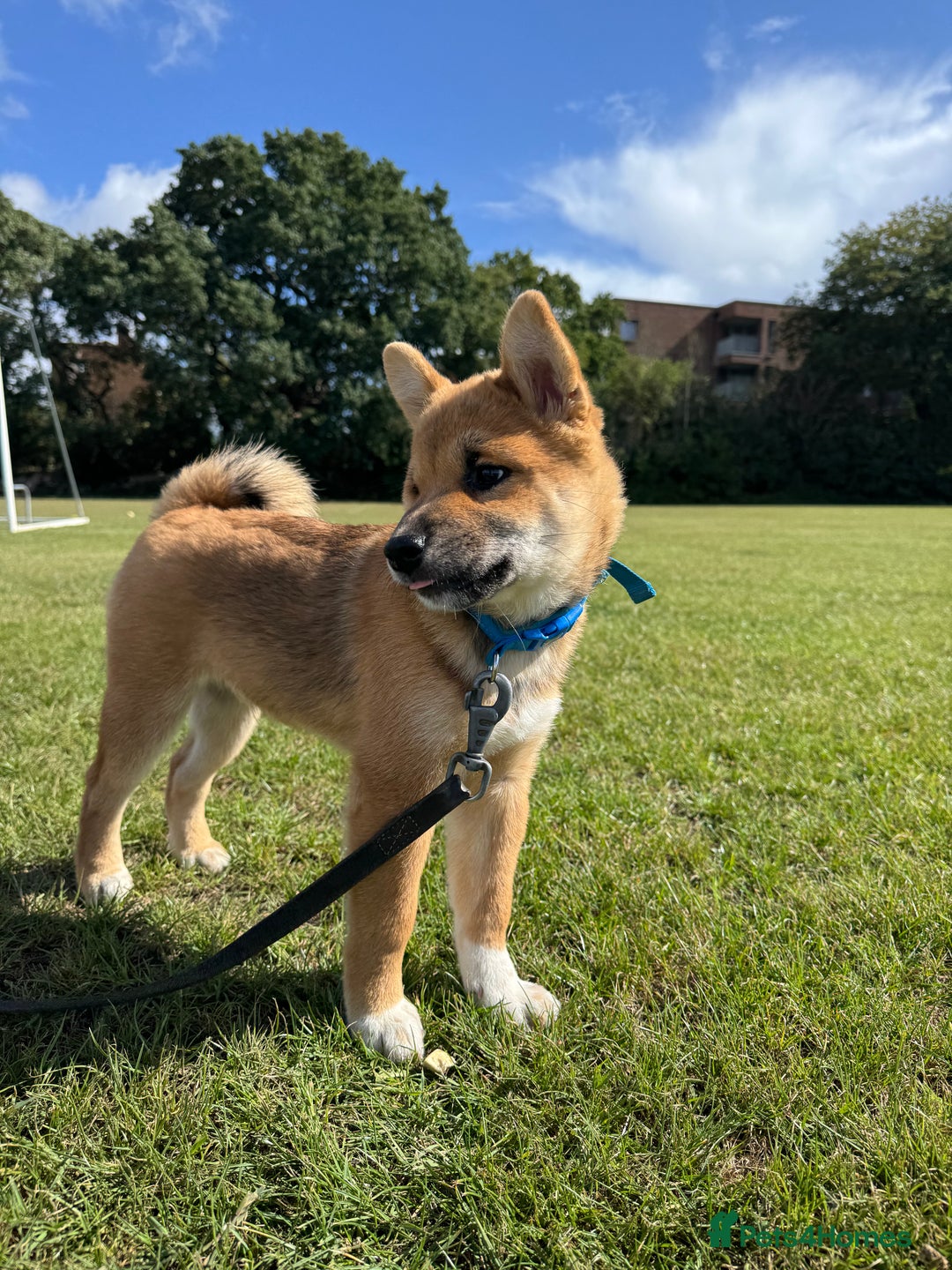Japanese Shiba Inu dogs for sale: 🐾 Shiba Inu Puppies Available in London - Image 12