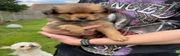 Mixed Breed dogs for sale: Maltipoo x Porkie puppies in Berwick-upon-Tweed - Advert 31