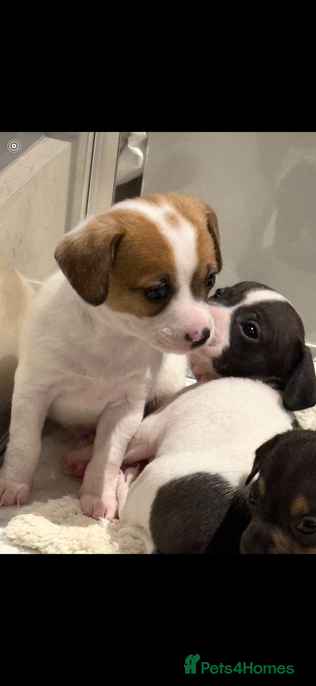 Mixed Breed dogs for sale: Gorgeous cute playful puppies - Advert 3