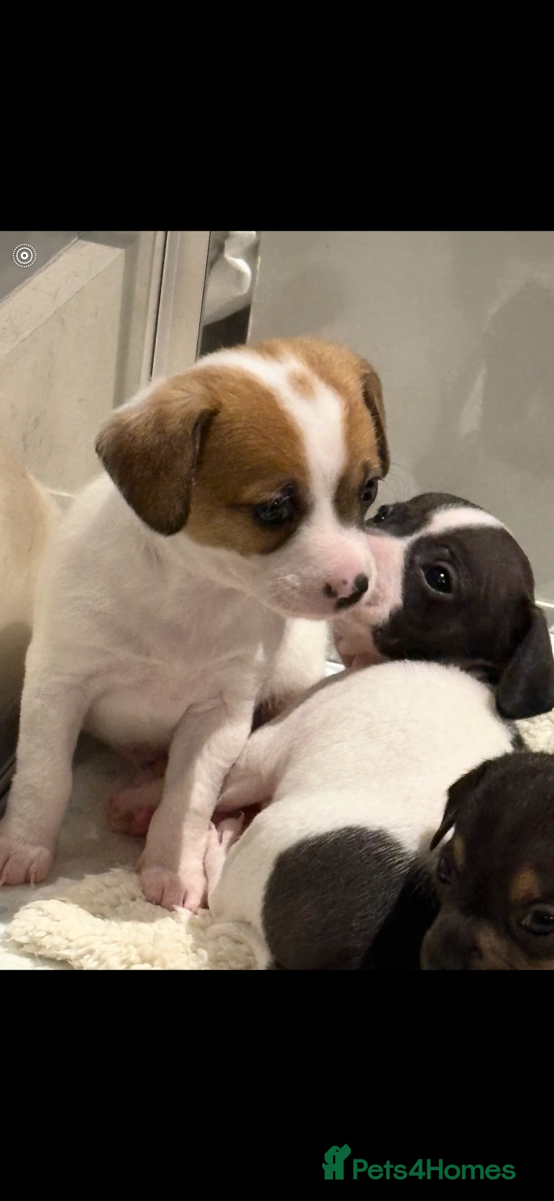 Mixed Breed dogs for sale: Gorgeous cute playful puppies - Advert 3