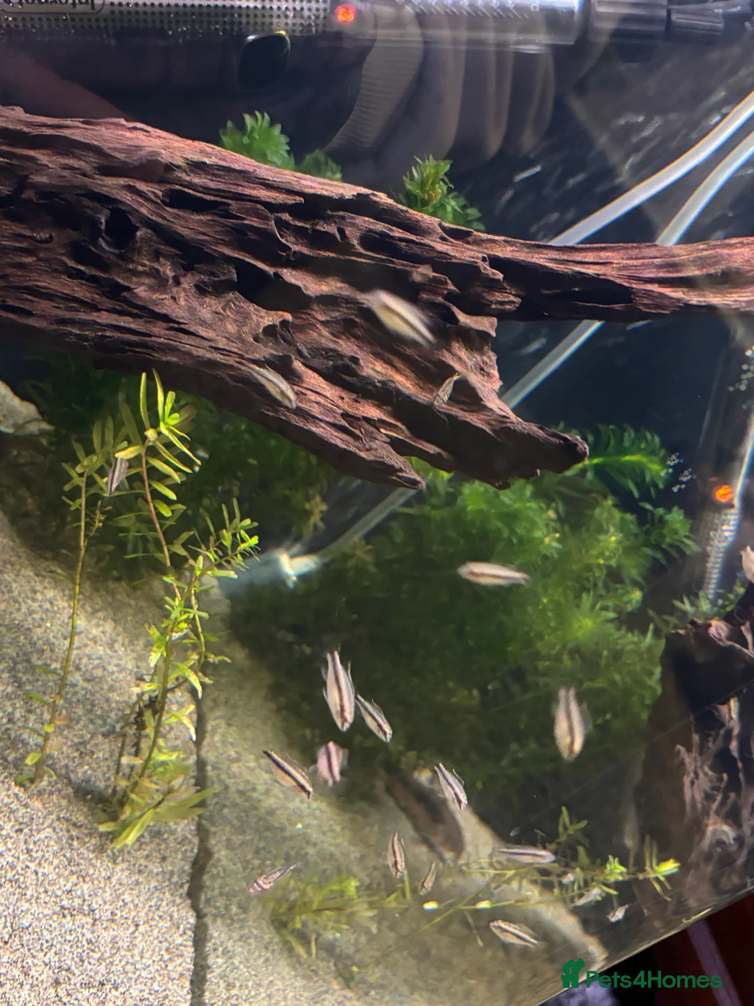 Cichlids fish for sale: Rainbow Kribensis  - Advert 2