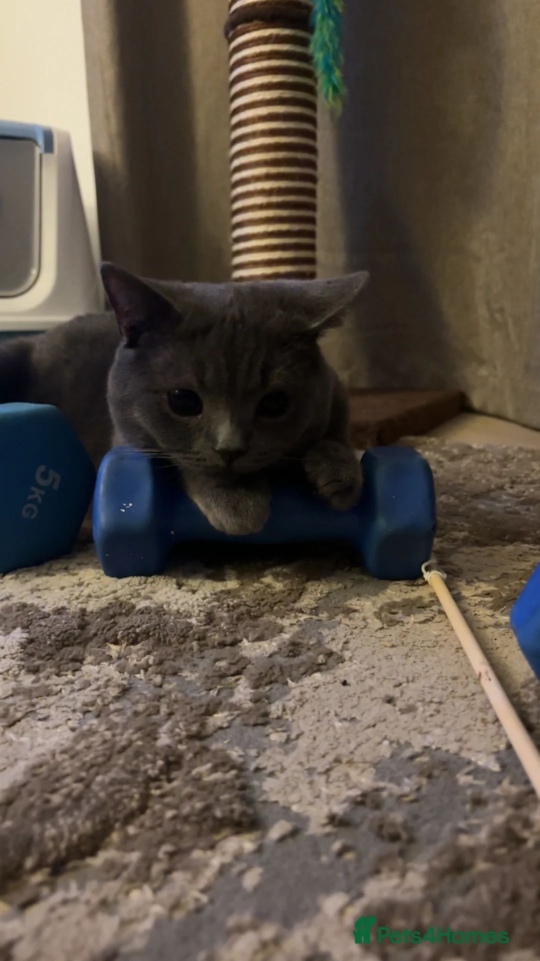 Mixed Breed cats for sale: British shorthair mix - Advert 3