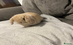 Mini Lop rabbits for sale: Beautiful mini lop baby girl - Image 1