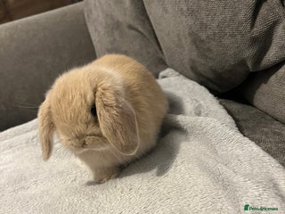 Mini Lop rabbits for sale - Advert 1