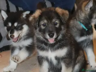 Northern Inuit dogs Health tested parents - Advert 1