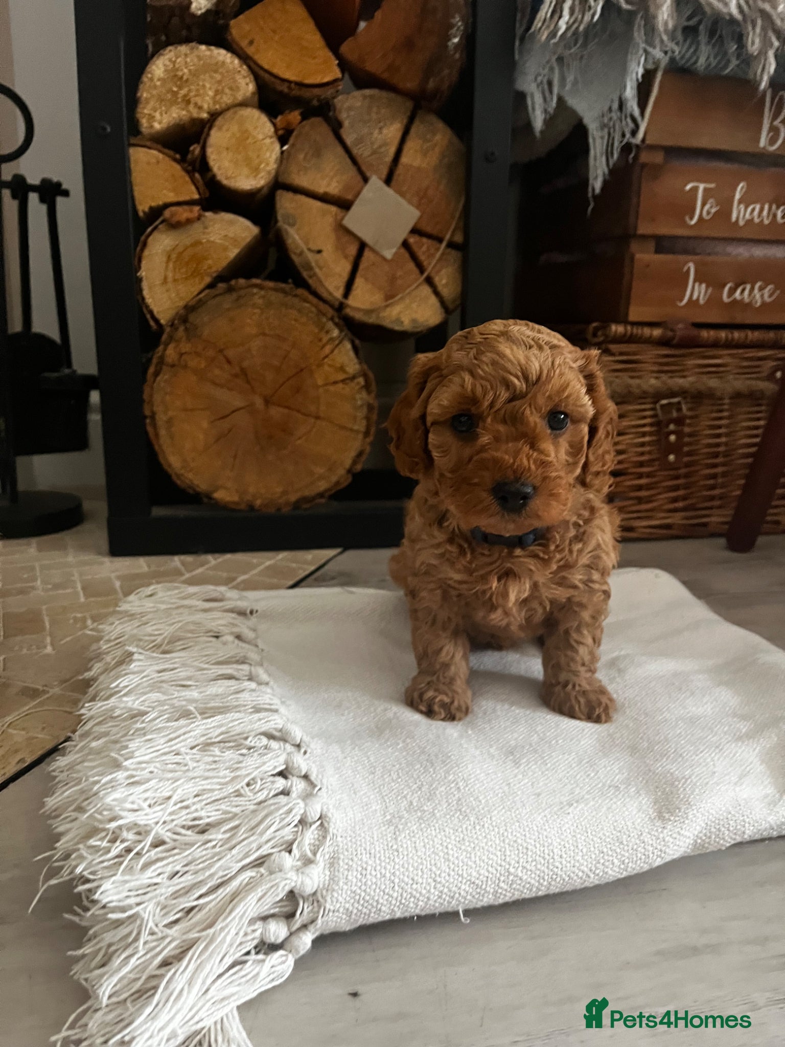 Cockapoo dogs Miniature f1b Cockapoo puppies DNA health clear🌟  - Advert 1