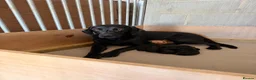 Labrador Retriever dogs for sale: Working Labrador Puppies - Advert 2