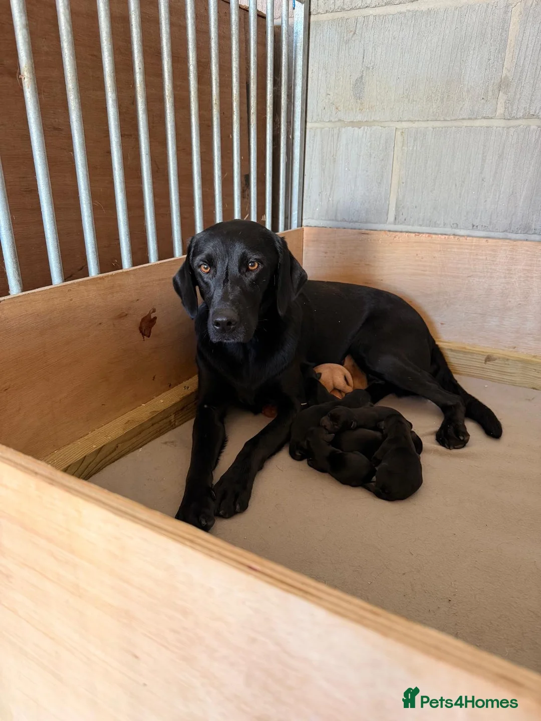 Labrador Retriever dogs for sale: Working Labrador Puppies - Advert 2