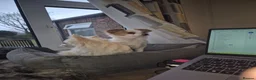 Mixed Breed dogs for sale: Bella- Chihuahua x Papillion (Female) in Liverpool - Advert 4
