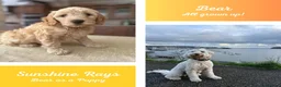 Australian Labradoodle dogs for sale: Multigen Aus Labradoodle Puppies Born 16 October - Advert 8